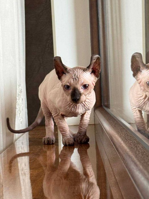 Тем хто цінує красу