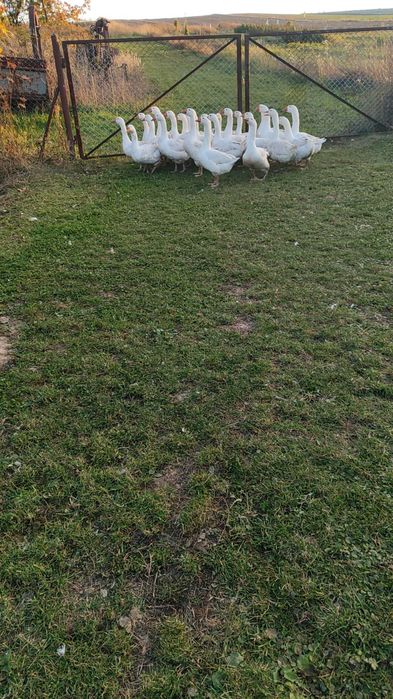 Gęsi tuszka, ekologiczny chów, 4-6 kg sztuka