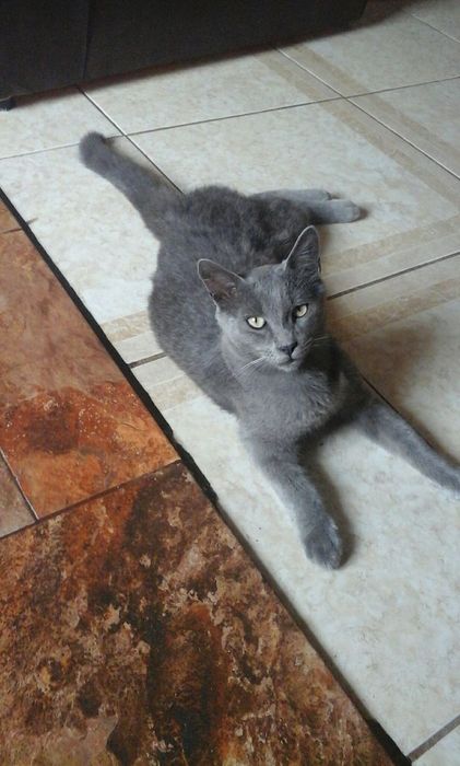 котик котёнок котёночек мальчик дымчатый серый гладкошерстный