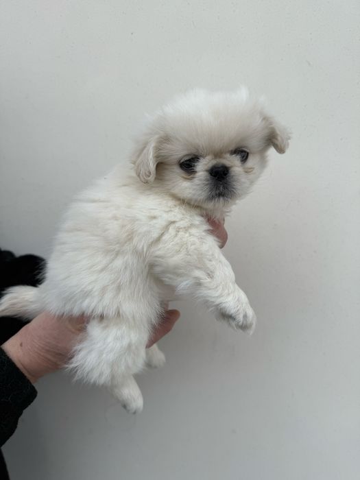 Королівський пекінес хлопчик 2 міс
