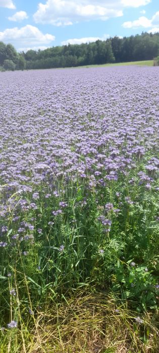 Facelia. Pszczoły.Poplony.