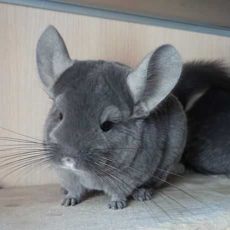 Продаються шиншилка звичайна