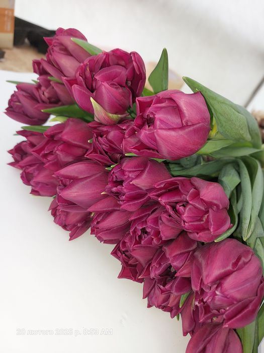 Тюльпани ОПТОМ до 8-го березня