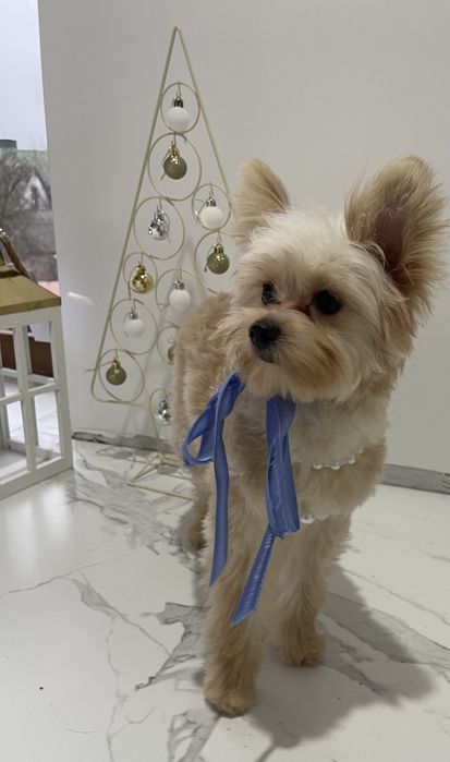 Помапу — Маленькі щастячка готові до переїзду