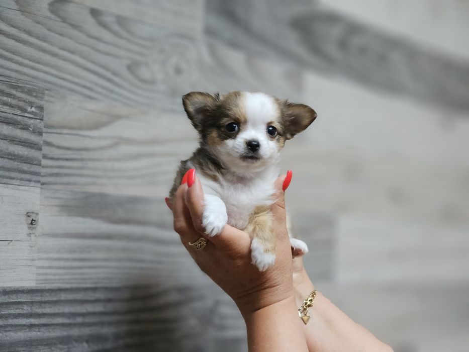 Chihuahua długowłosy chłopiec Lucyfer