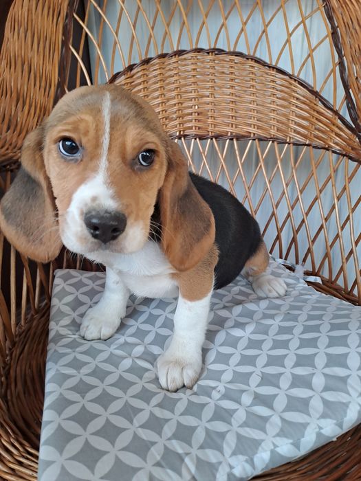 Beagle sunia z rodowodem.
