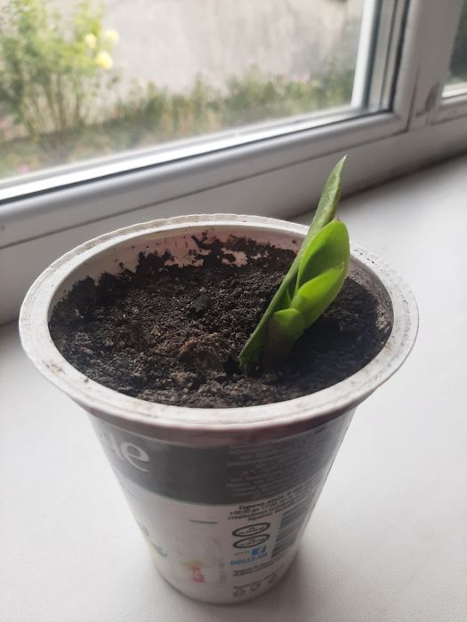 Заміокулькас, доларове дерево