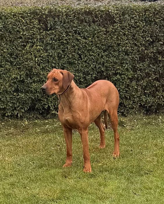 Rhodesian Ridgeback Likwidacja Hodowli suczka z elitarnym pochodzenie ...