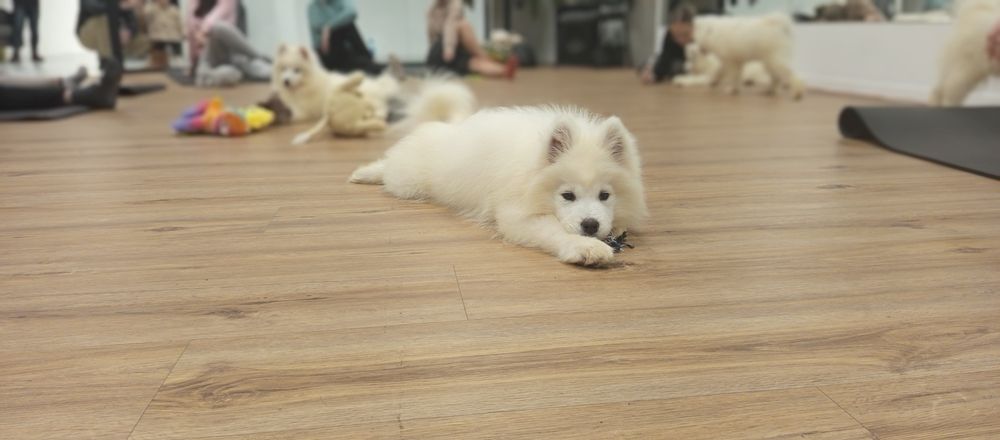 Maluszek Samoyed ZKwP FCI