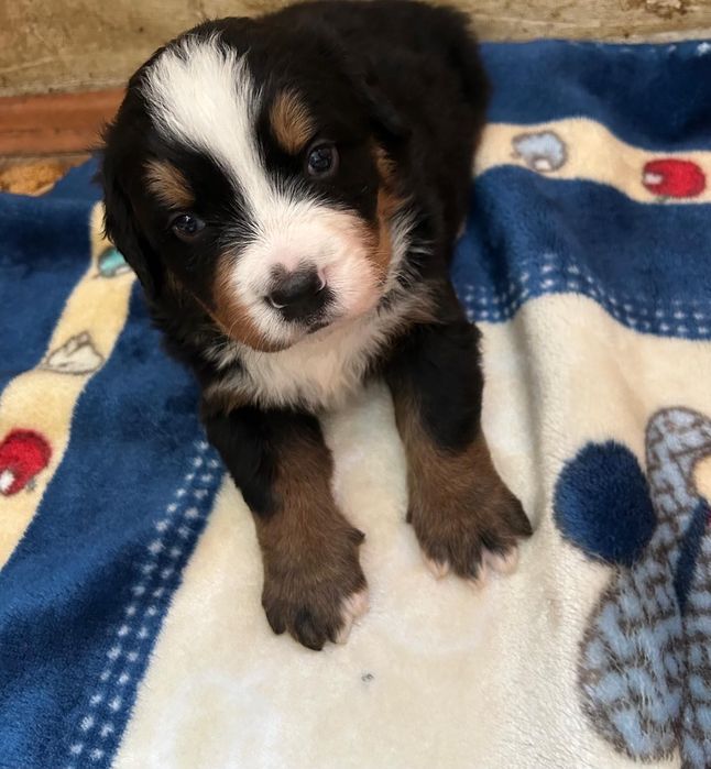 Berneński pies pasterski