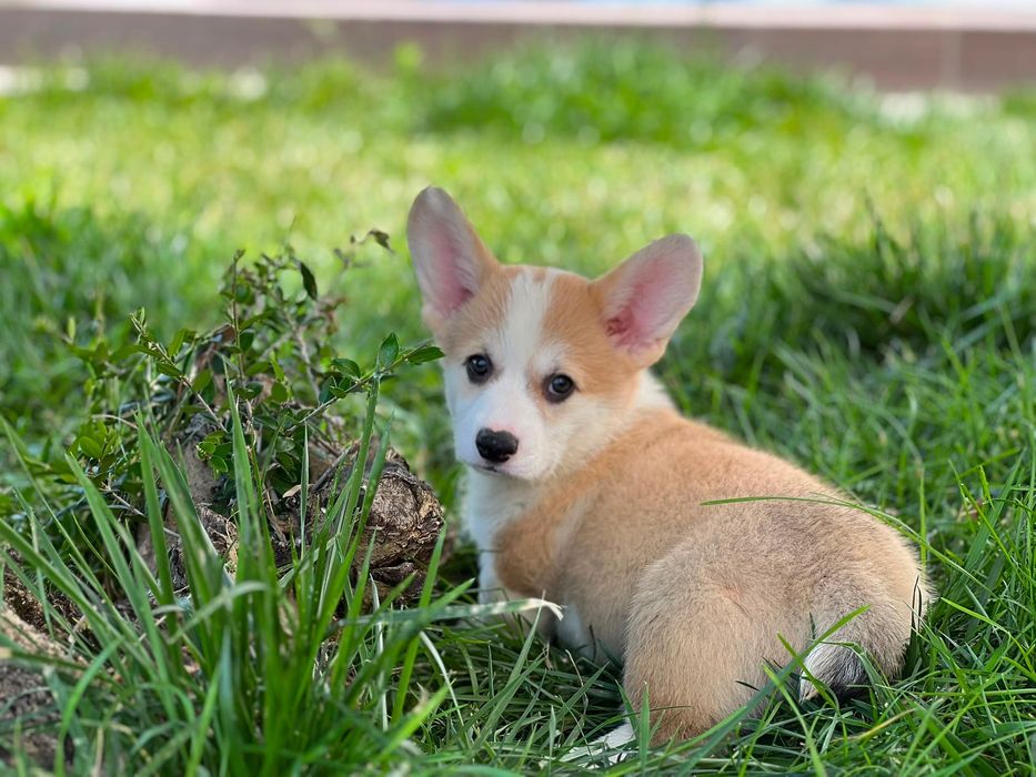 Cachorro Welsh Corgi Pembroke - Descendente de Campeões