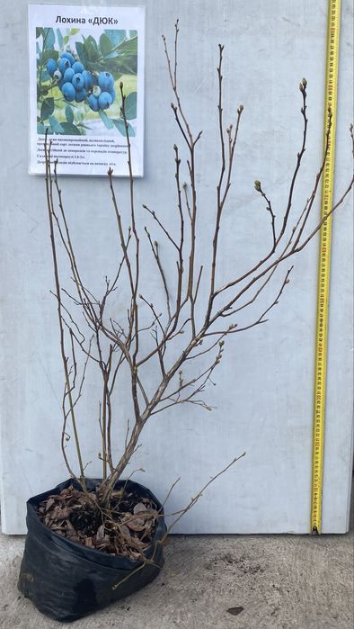 Саджанці лохини різних сортів | кущі 2–5 років