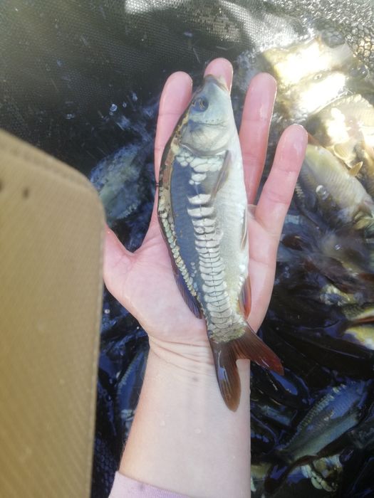 Karp narybek kroczek 15-20 cm, Jesiotr, Amur, lin