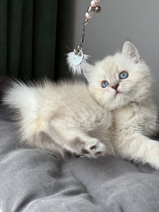 Котенок шотландский поинт Scottish 
Scottish fold