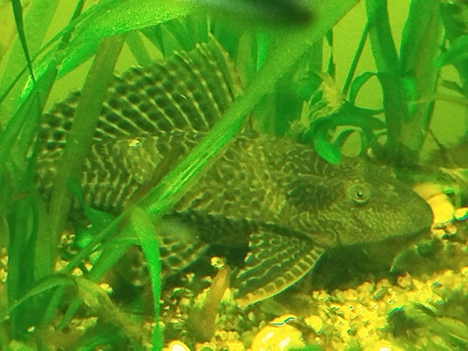 Plecostomus de 25cm