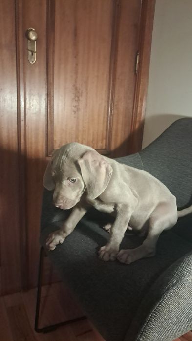 Weimaraner femea fantastica