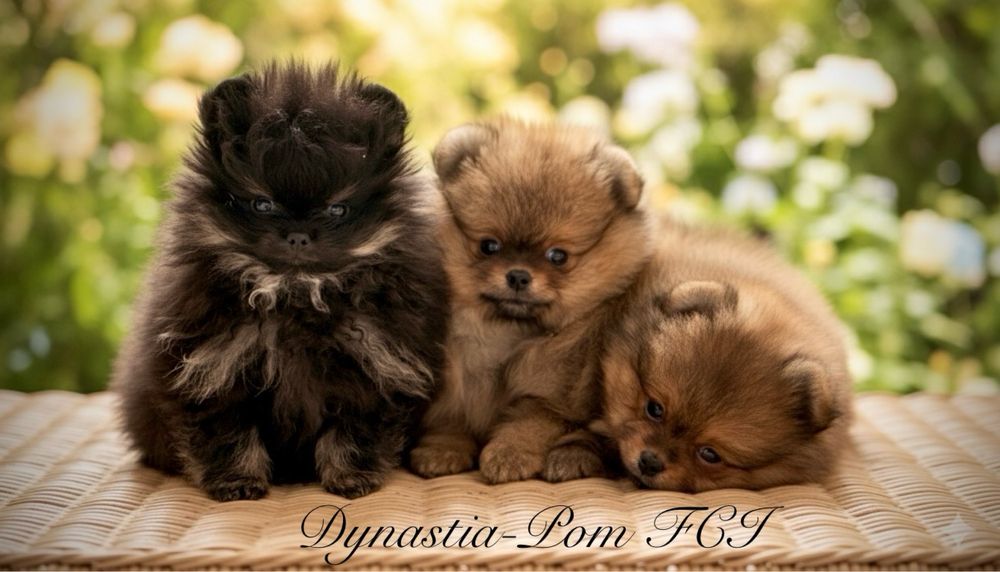 Szpic miniaturowy pomeranian FCi