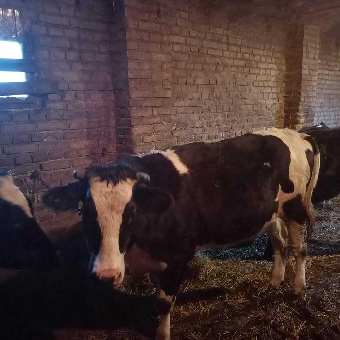 Sprzedam 2 jałówki