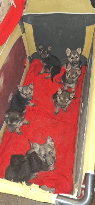 Продам щенков Восточно Европейской Овчарка