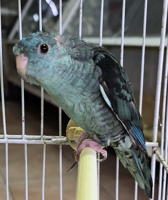 Catarinas azuis lindas