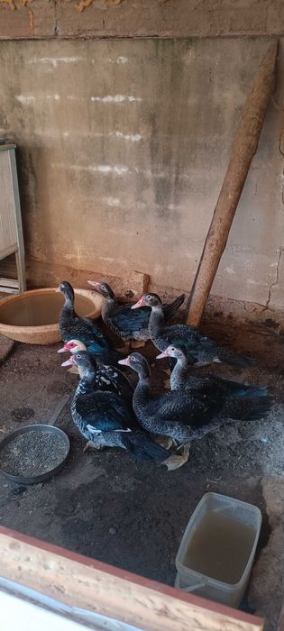 Patos-Mudos de 3 Meses – Disponíveis para Venda