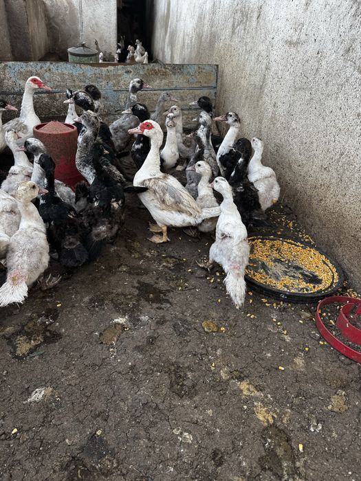 Patos mudos, deste ano