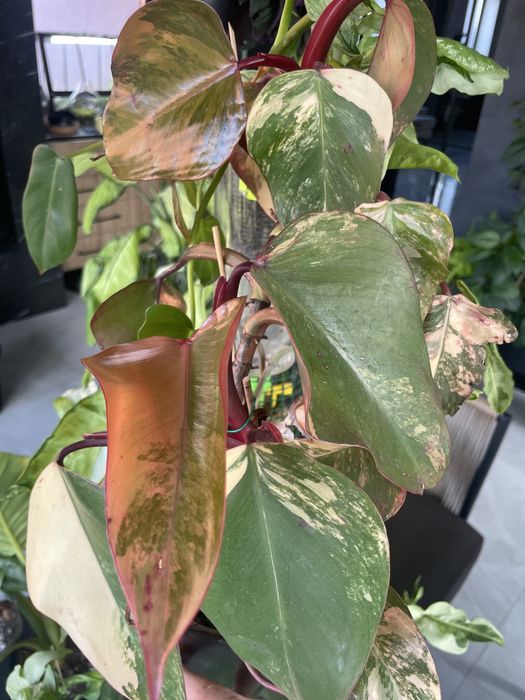Филодендрон Ред Эмеральд вариегатный/Philodendron Red Emerald var.