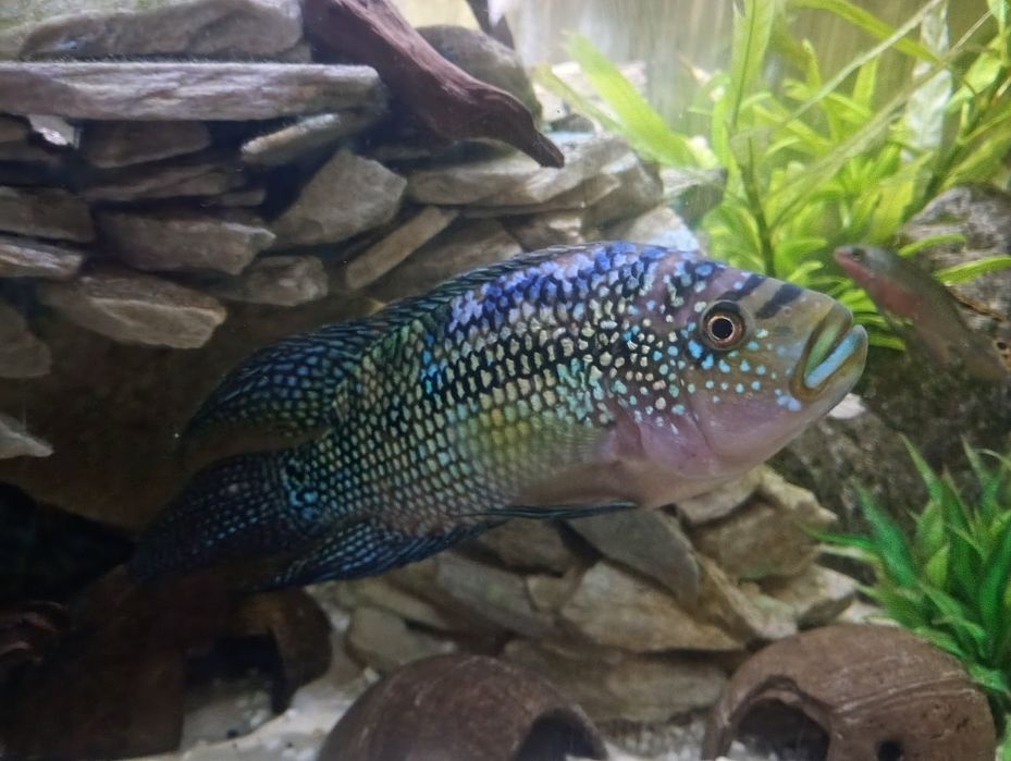 Zamienie.1 pielęgnice niebieskołuska i 1papuzia