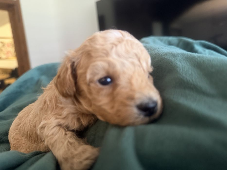 Caniche toy porte pequeno