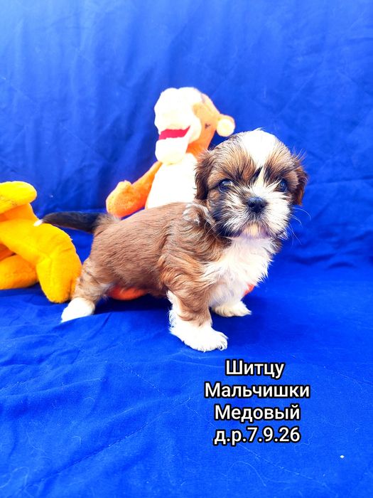 Шитцу Медовый.0989350653