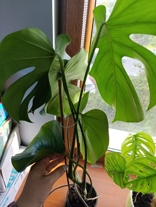 Monstera delisiousa