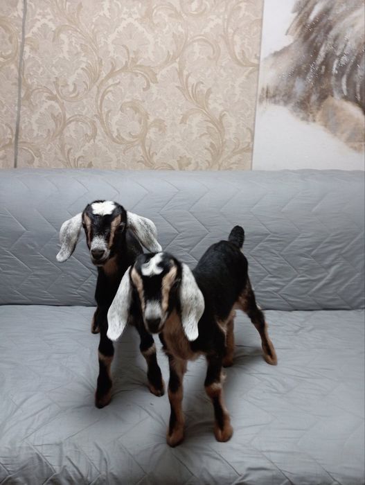 Продам козочек  англо-нубійок