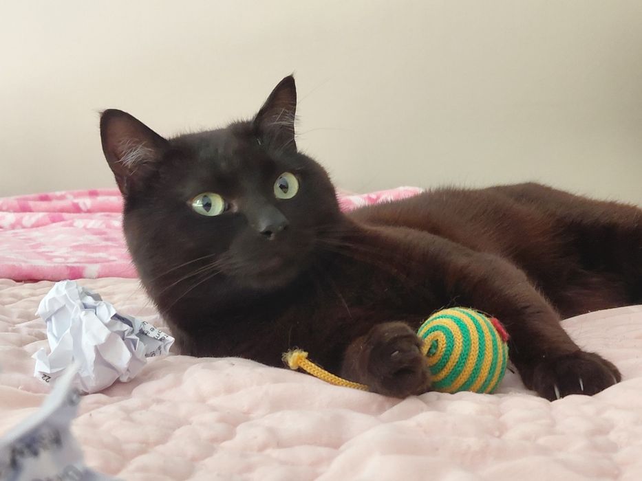 Pantera- gatinho super meigo para adoção responsável