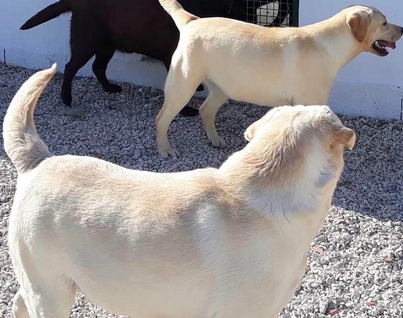 Hotel e Alojamento Canino