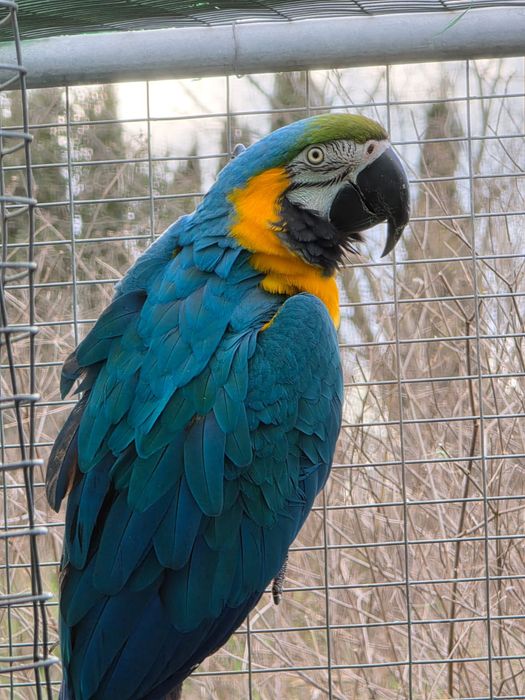 Arara Ararauna .
