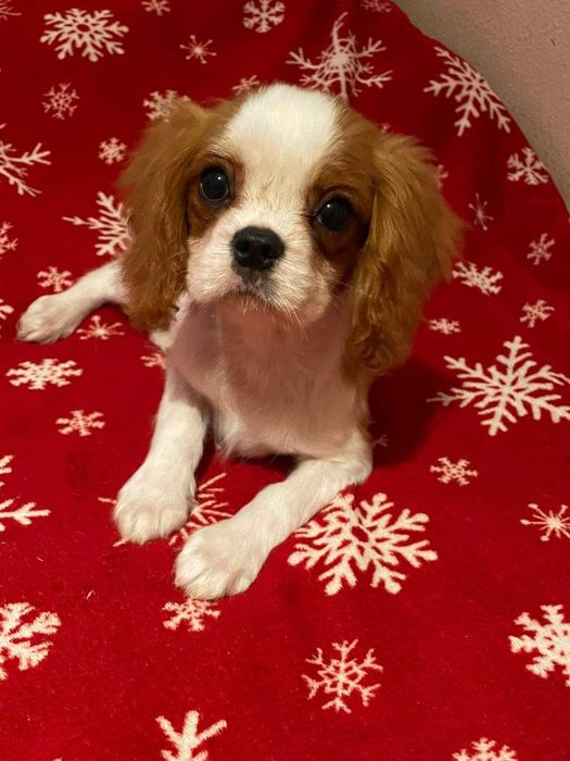 Cavalier King Charles Spaniel*Śliczny piesek