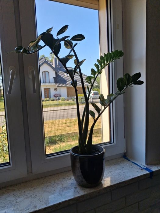 Zamioculcas doniczka ceramiczna