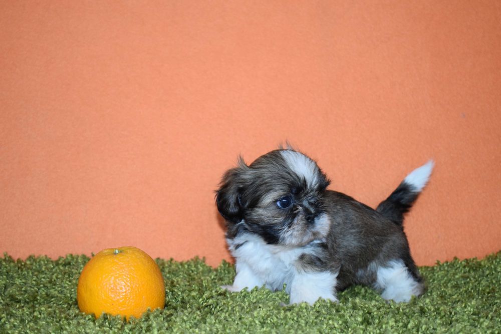 Shih tzu STITCH piesek