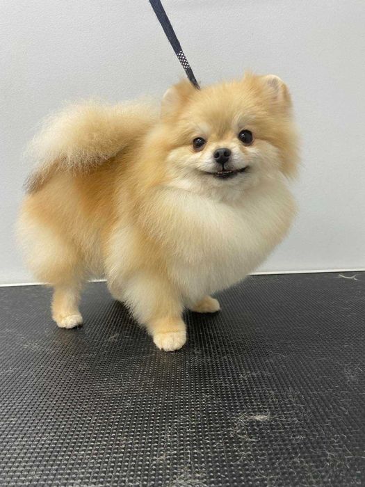 ТЕРМІНОВО ! Продам дорослу собаку дівчинку померанський шпіц