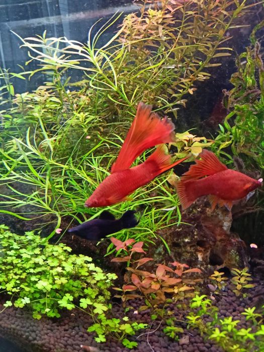 Mieczyki czyste Delty 10+1 gratis