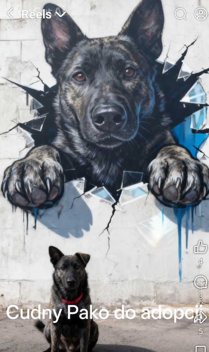 Pako - typ owczarek - adopcja
