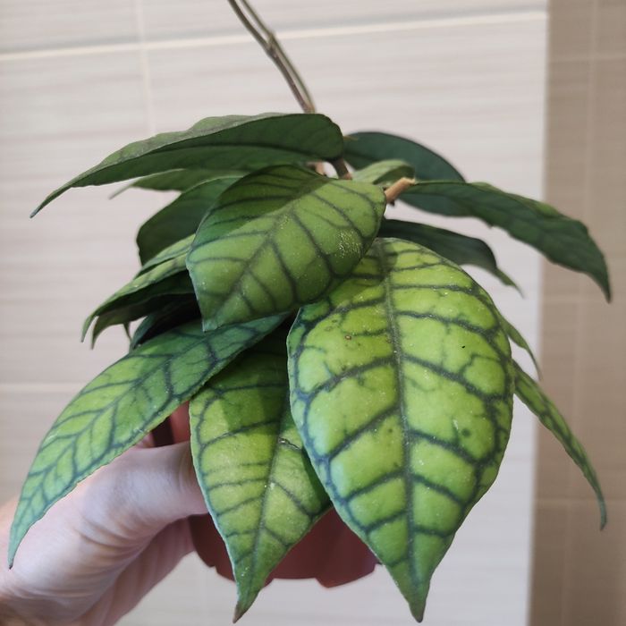 Хойя Callistophylla sp. Kalimantan