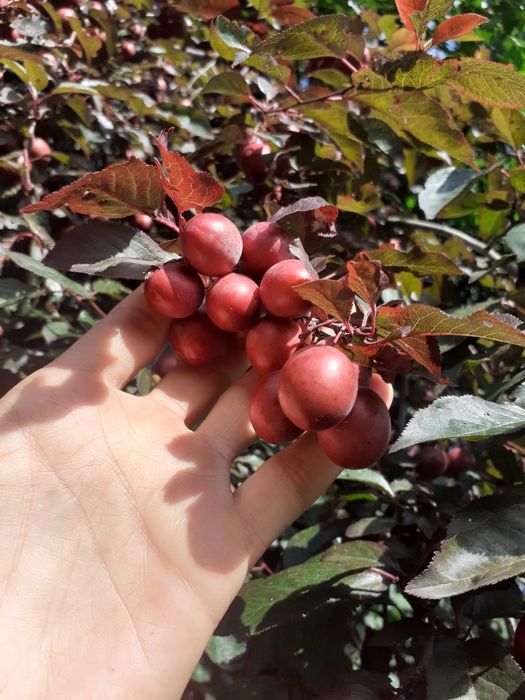 ZIELONE Orzechy Włoskie i Różne Owoce