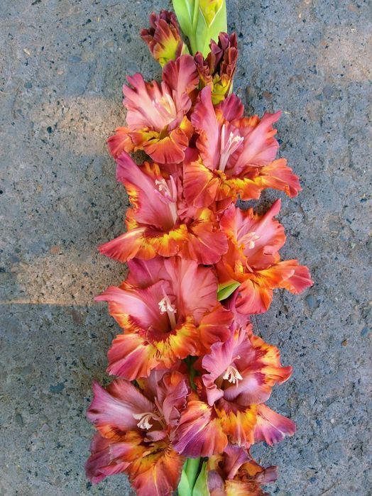 Сортові гладіолуси