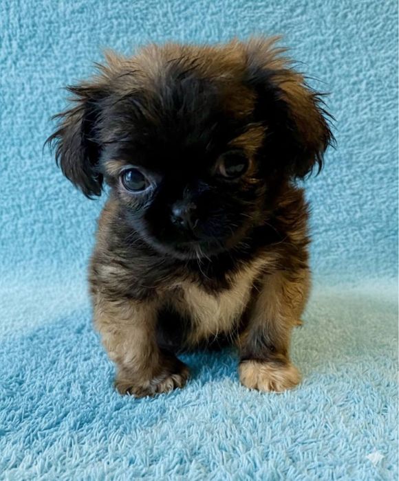 Мила дівчинка дитя любові пекінес мікс