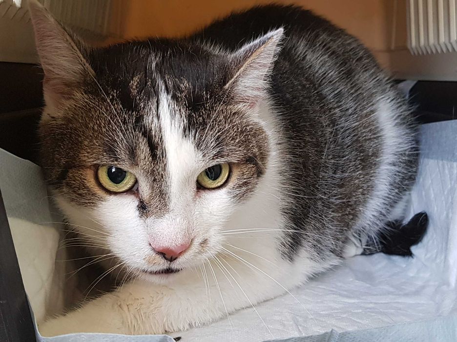 Poznań i okolice - kocurek Bastion (Stefanek) szuka domu