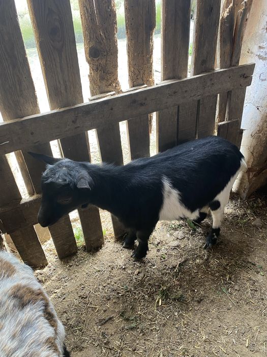 2 cabras anãs para venda
