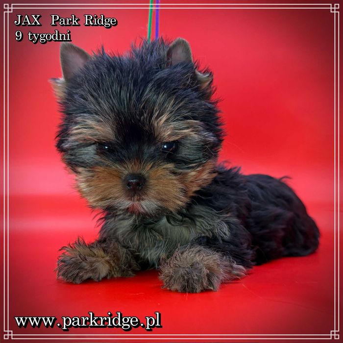 york piesek mini ok.1,5 kg rodowód ZKwP FCI chip badania DNA