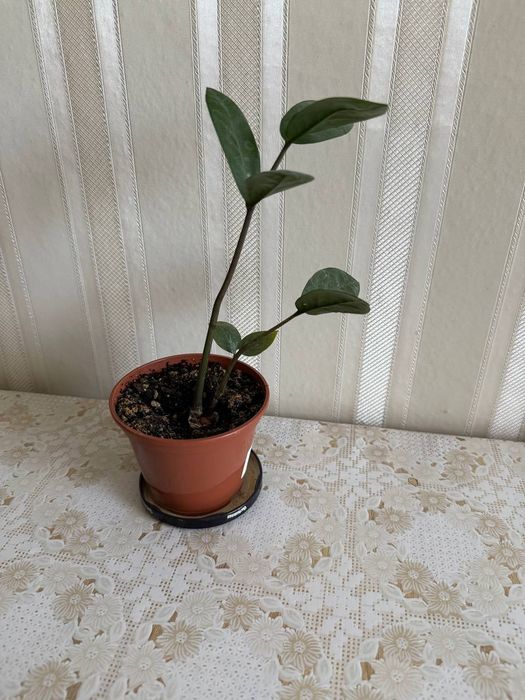 Заміокулькас.   .