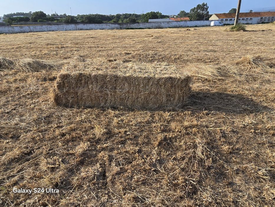 Fardos de palha 2025